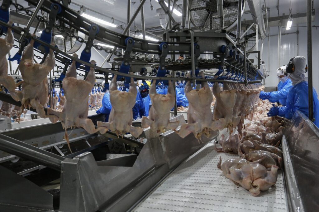 Milhares de frangos morrem em granja no Paraná após falta de luz