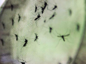 Fiocruz indica pontos de atenção de dengue na Região Sul