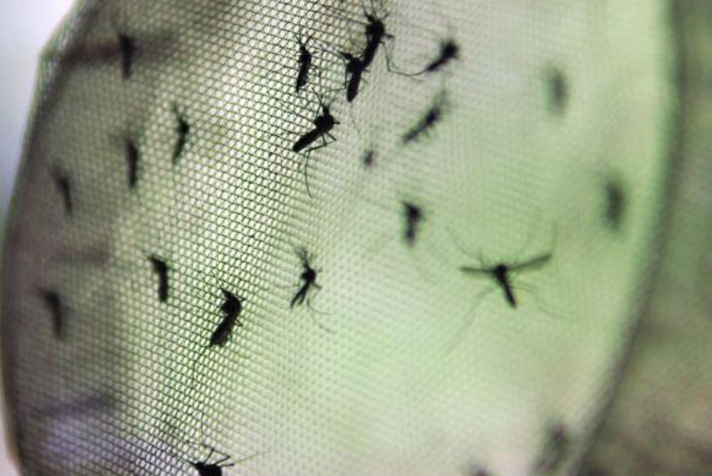 Fiocruz indica pontos de atenção de dengue na Região Sul