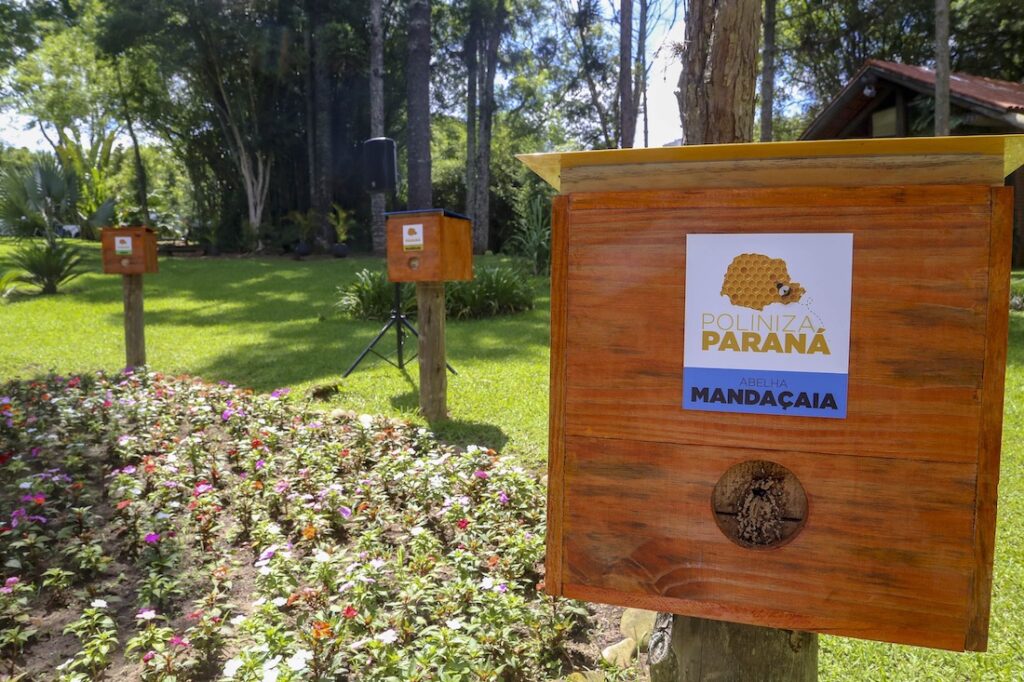 Paraná lança projeto para introduzir colmeias de abelhas nativas em parques