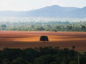 Desmatamento sob Bolsonaro chegou a nível alarmante, aponta Ipam
