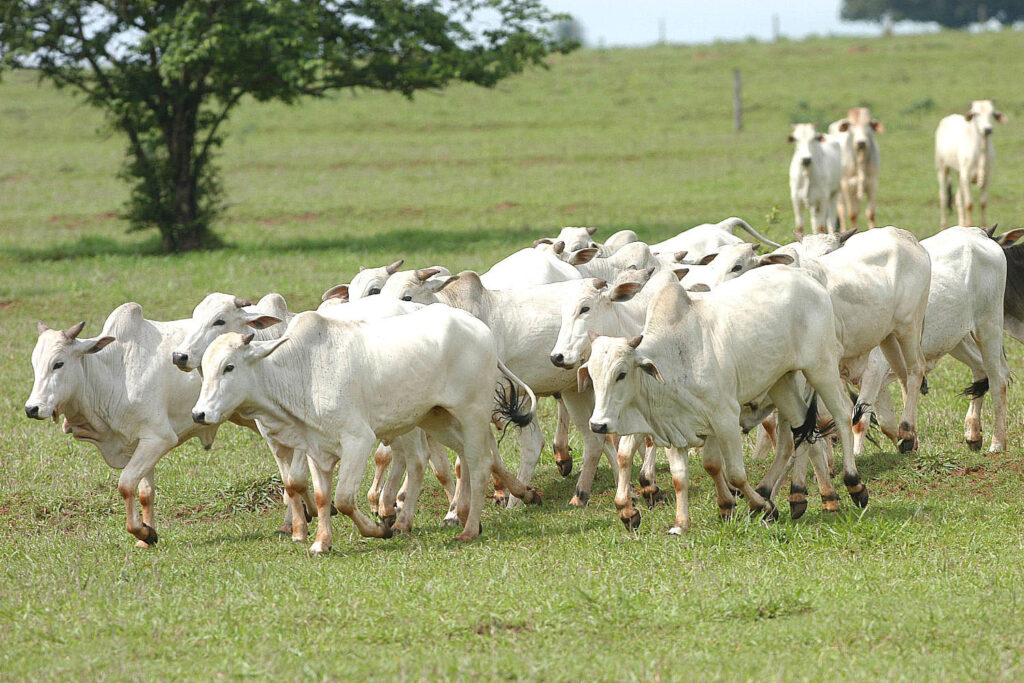 Volta das chuvas ajuda no manejo do rebanho de bovinos e desenvolvimento de culturas