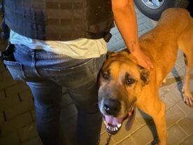 Homem é preso após agredir cachorro, em Ponta Grossa