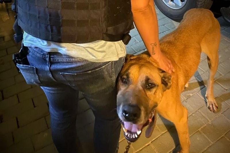 Homem é preso após agredir cachorro, em Ponta Grossa