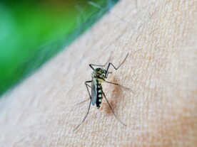 Dengue: Paraná registra novos 159 casos em uma semana