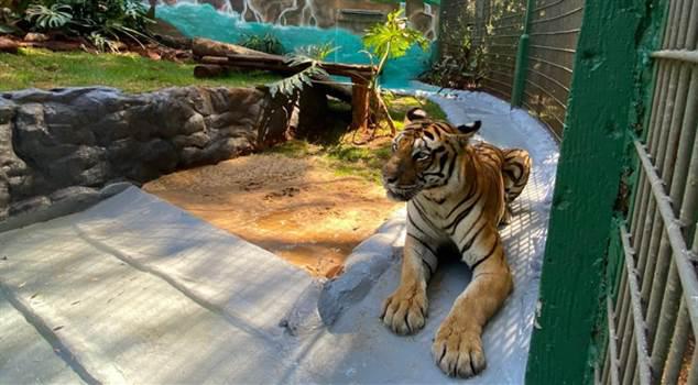 Tigre Hu ganha nova casa no zoológico de Cascavel