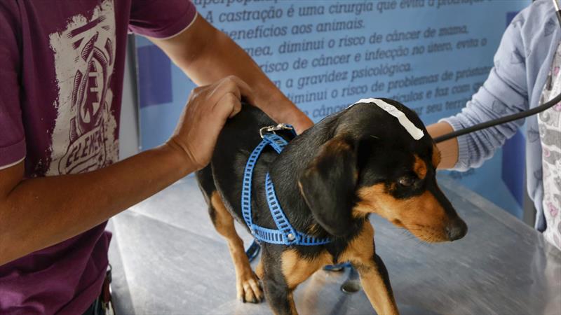 Mutirão de castração de cães e gatos em Curitiba abre inscrições