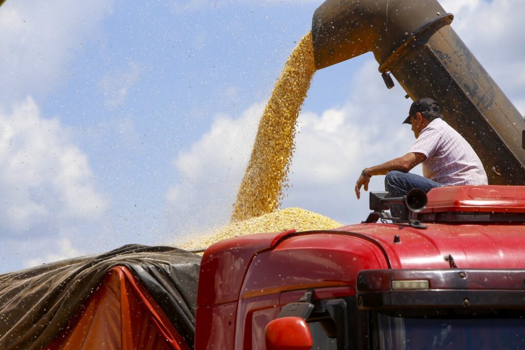 Paraná registra 14% da safra verão de milho colhida