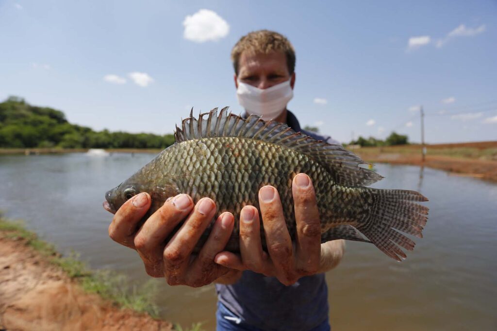 Líder nacional, Paraná produziu 188 mil toneladas de peixes em 2021
