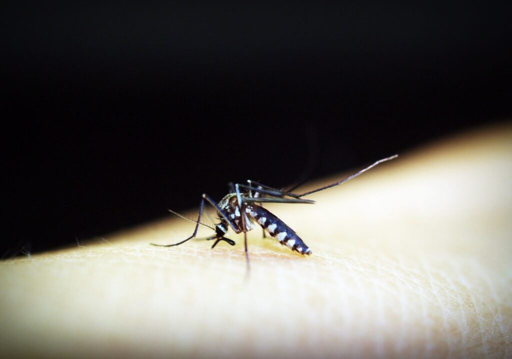 Dengue: Paraná registra novos 297 casos em uma semana