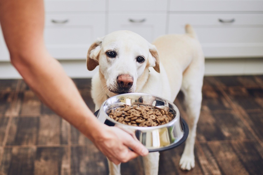 Nutrição animal: veterinário explica quais são os alimentos mais indicados para os pets 
