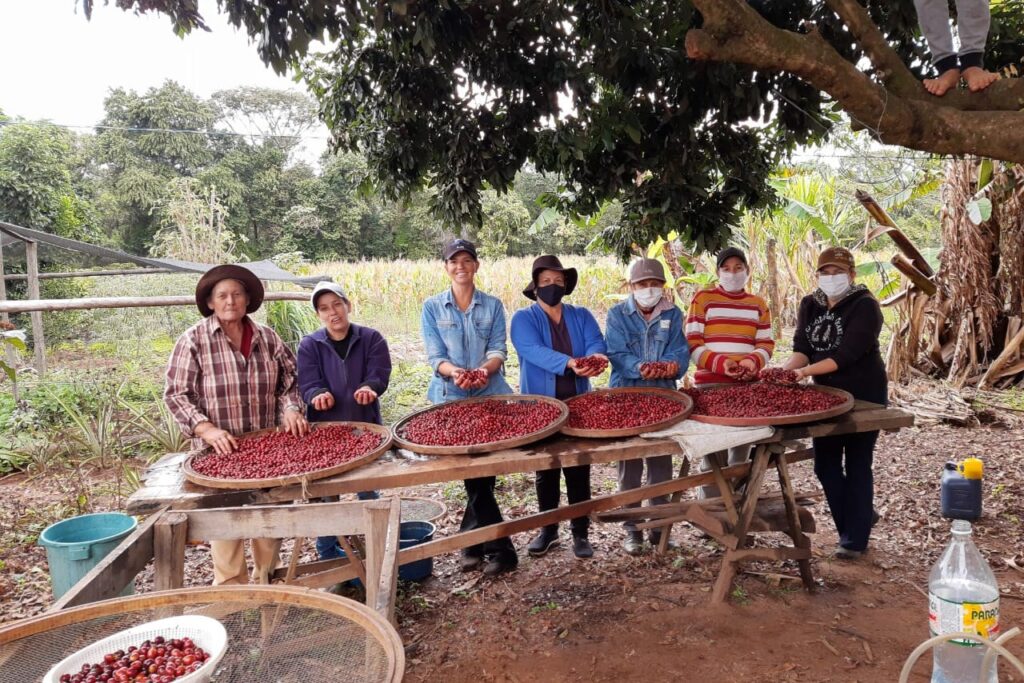Mulheres se destacam com produção de café especial no Paraná