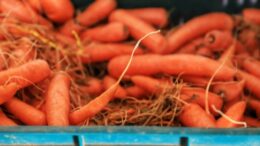 Preço das hortaliças aumenta devido a condições climáticas