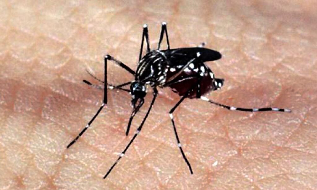Dengue: Paraná registra novos 1,6 mil casos pela doença