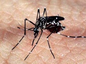 Dengue: Paraná registra novos 1,6 mil casos pela doença