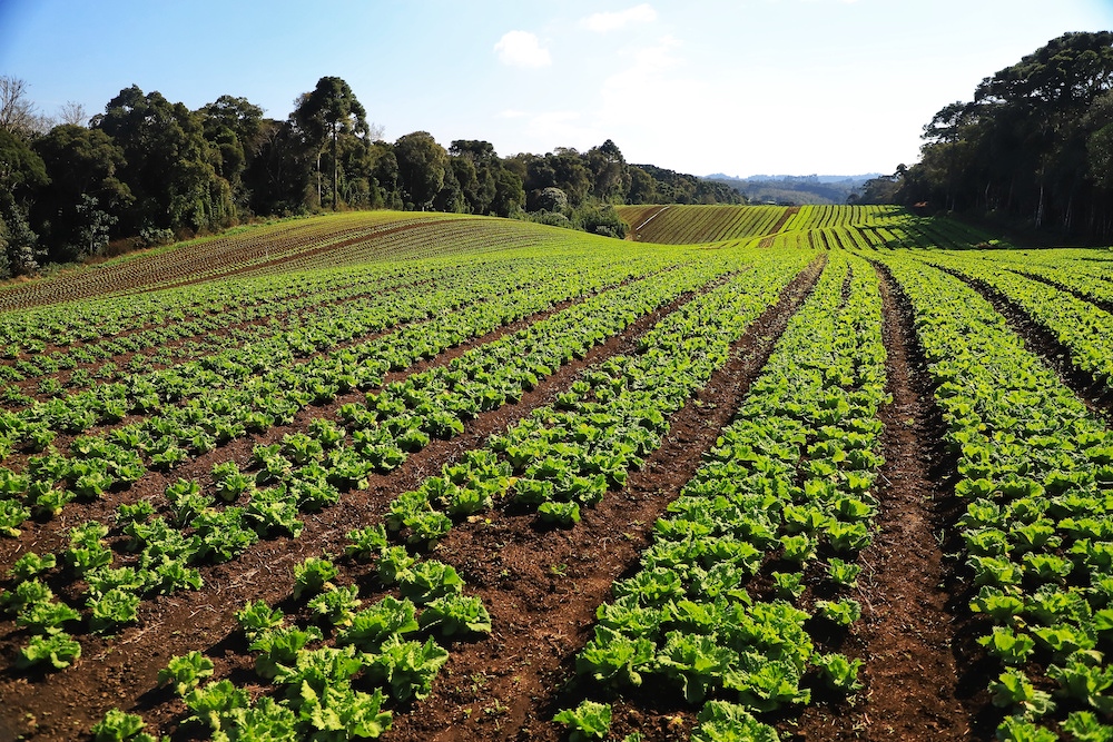 Paraná acompanha introdução de orgânicos na alimentação escolar