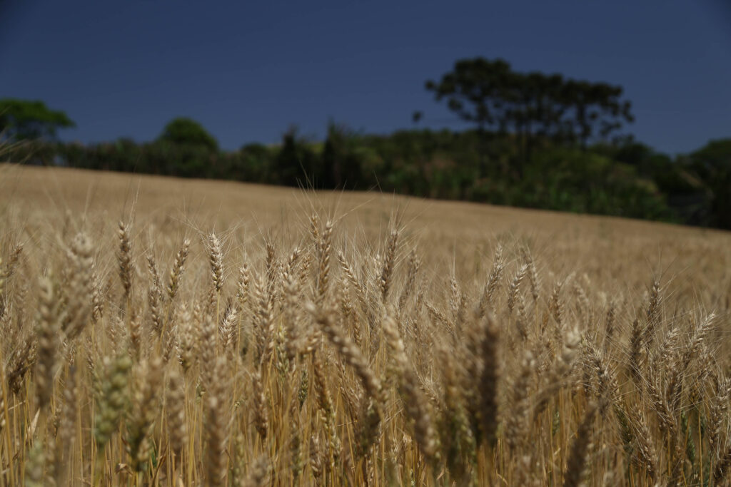 Deral analisa impacto do reajuste do trigo no preço do pão francês