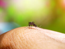 Epidemia de dengue no Paraná deixa a população em alerta