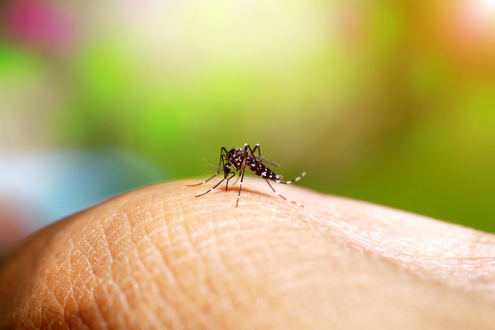 Epidemia de dengue no Paraná deixa a população em alerta