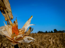 Adapar e Mapa monitoram praga que provoca perdas do milho no Paraná