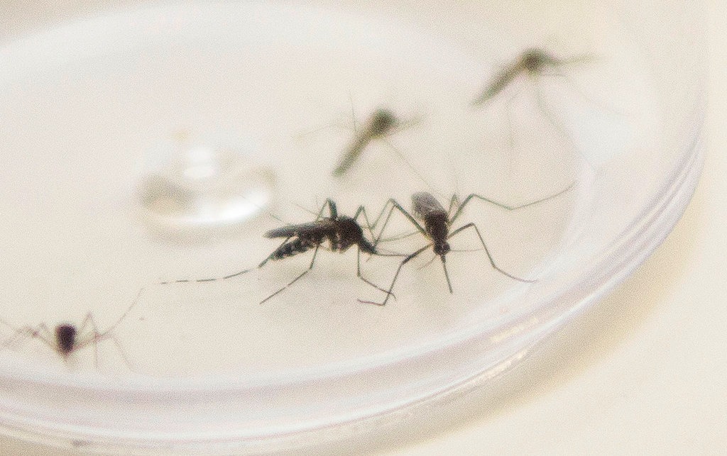 Mortes por dengue avançam 80% em uma semana no Paraná