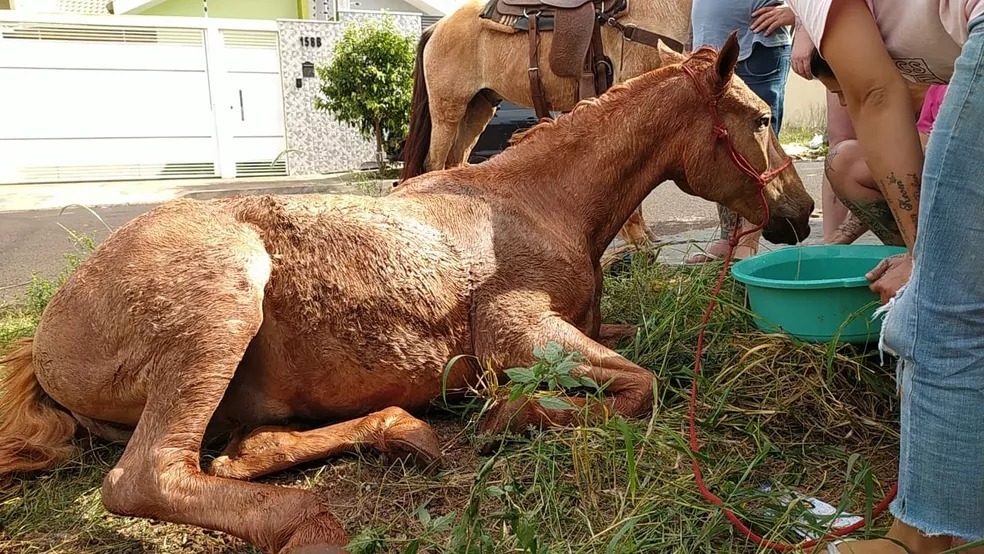 Cavalo é resgatado após cair em fossa no interior do Paraná