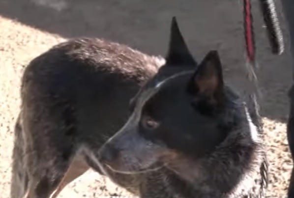 Casal reencontra cão desaparecido há cinco meses em Londrina