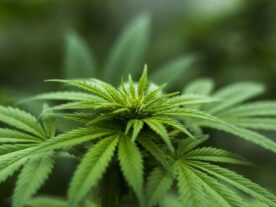 STJ autoriza cultivo da cannabis sativa para fins terapêuticos