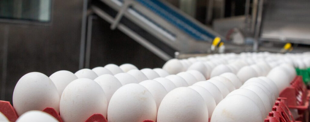 Exportações de ovos crescem 33,5% em maio no Brasil