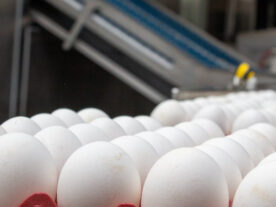 Exportações de ovos crescem 33,5% em maio no Brasil