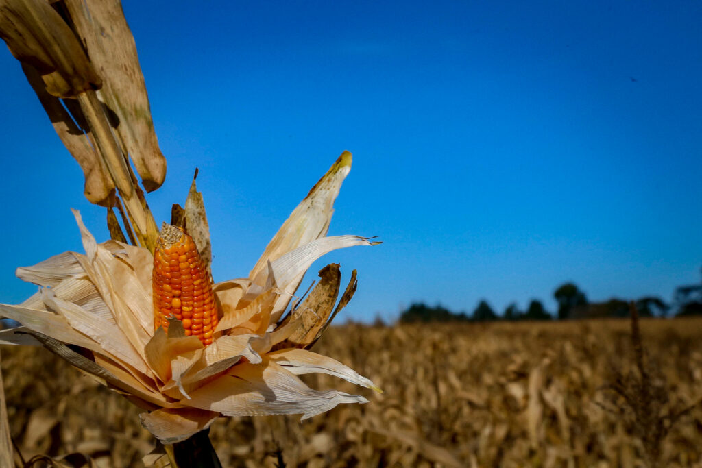 Edital que financia pesquisa sobre enfezamento do milho está com inscrições abertas