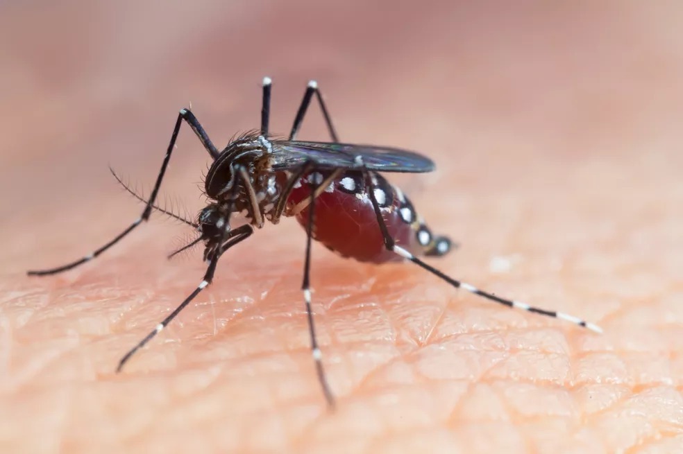Dengue no Paraná: Boletim confirma mais 5.162 casos e três mortes