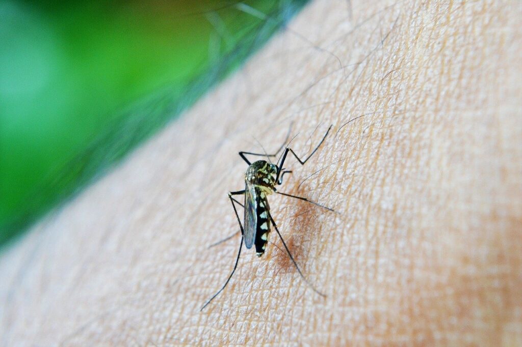 Dengue: primeiro boletim do novo ciclo confirma 107 casos