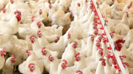 África do Sul suspende taxa extra contra frango brasileiro