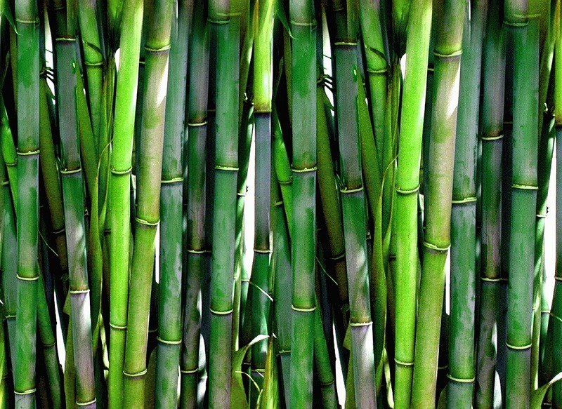 Paraná é o primeiro estado a incentivar plantio do bambu