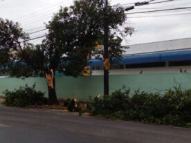 Vendaval derruba árvores e causa estragos em Londrina