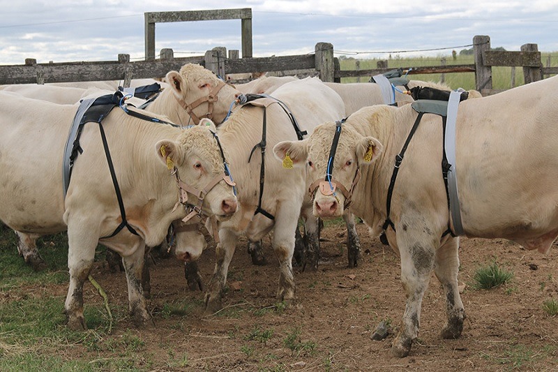 Tecnologia mede emissão de metano em reprodutores bovinos