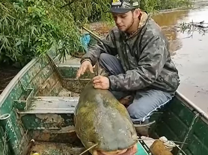 Pescador captura Jaú de mais de 1,5 metro no rio Ivaí