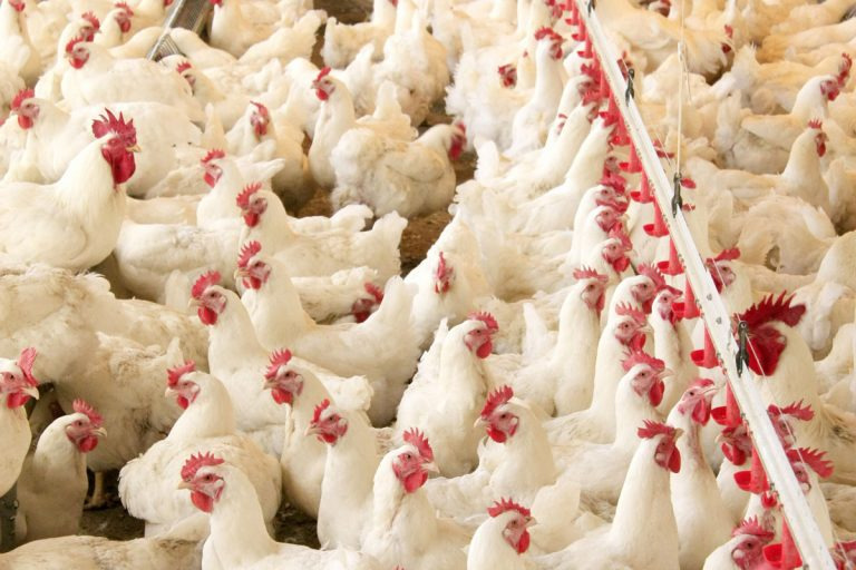 Exportações de carne de frango crescem 13,6% em setembro