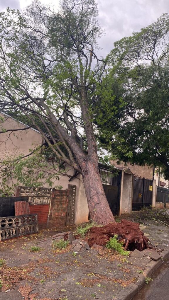 Temporal derruba 57 árvores e deixa milhares sem luz em Maringá