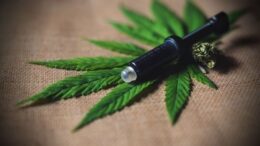 CFM abrirá consulta pública sobre uso da cannabis medicinal