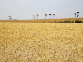 Colheita do trigo avança pouco com chuvas intermitentes