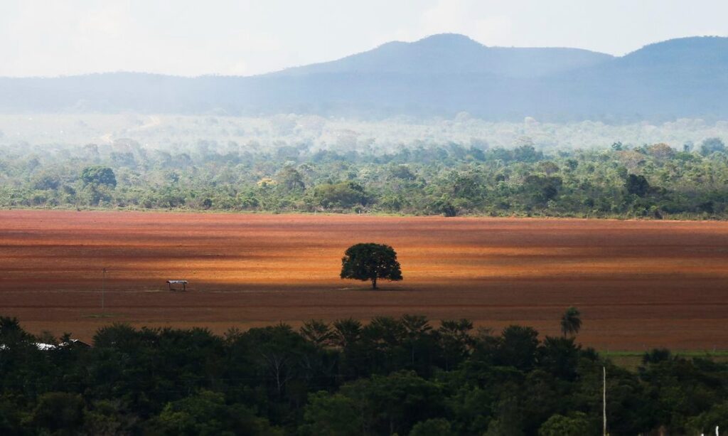 Dado anual de desmatamento está pronto, mas governo espera COP27 passar para divulgá-lo