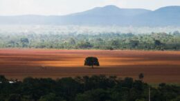 Dado anual de desmatamento está pronto, mas governo espera COP27 passar para divulgá-lo