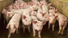 Mercado para a carne suína brasileira é retomado pelo governo mexicano