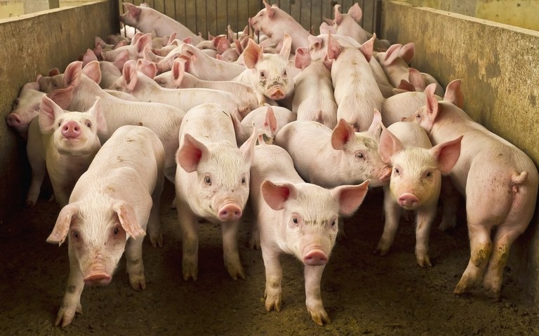 Mercado para a carne suína brasileira é retomado pelo governo mexicano