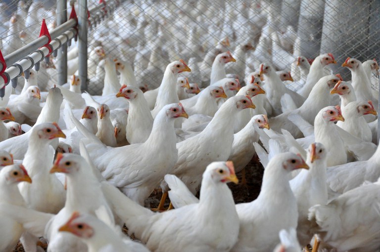 Após detecção na Colômbia, Agricultura alerta para prevenção da gripe aviária