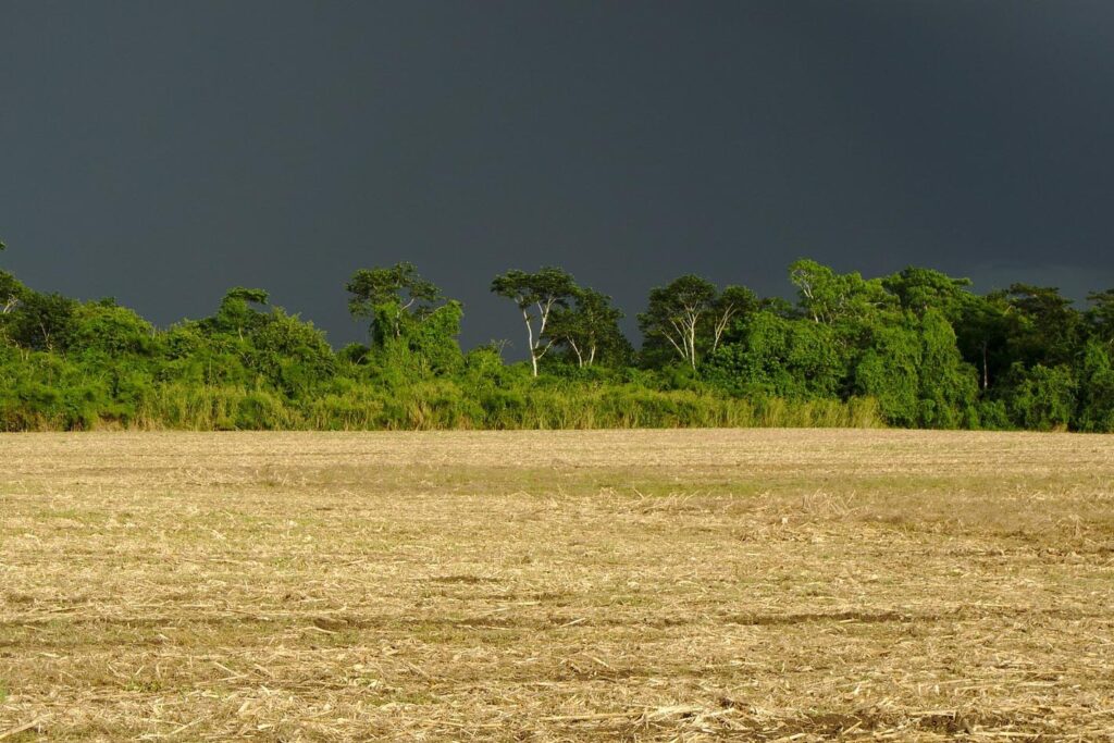 Excesso de chuvas beneficia agricultura e pastagens, aponta IDR-PR