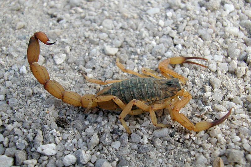 Com o verão se aproximando, autoridades alertam para acidentes com escorpiões