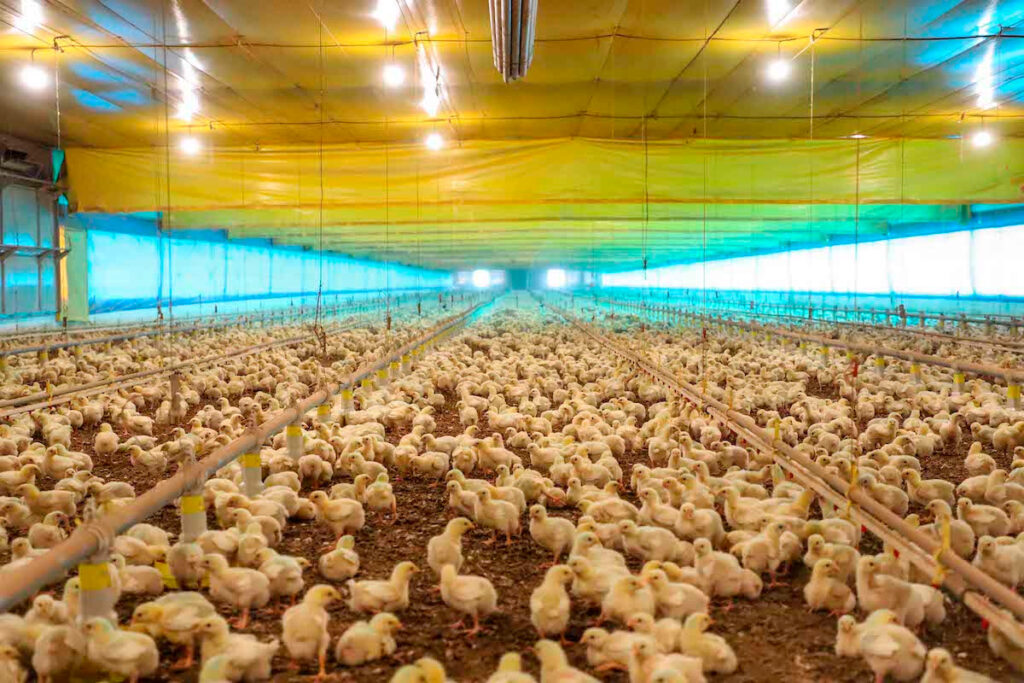 Paraná reforça ações de prevenção da influenza aviária